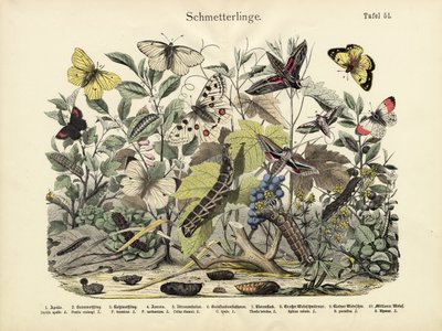Butterflies by German School